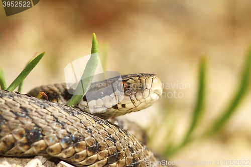 Image of  the meadow viper