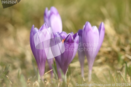 Image of spring crocuses on mountain meadow