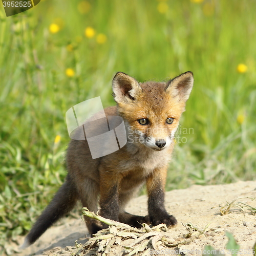 Image of small european fox