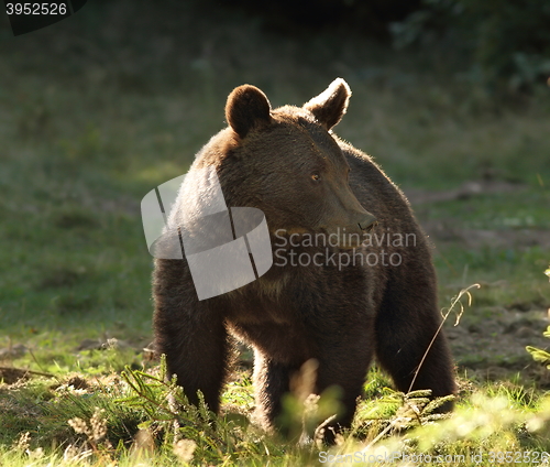 Image of european wild brown bear photographed in a clearing