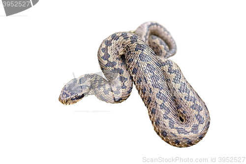 Image of isolated meadow viper