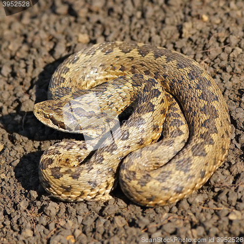 Image of female vipera ursinii on the ground