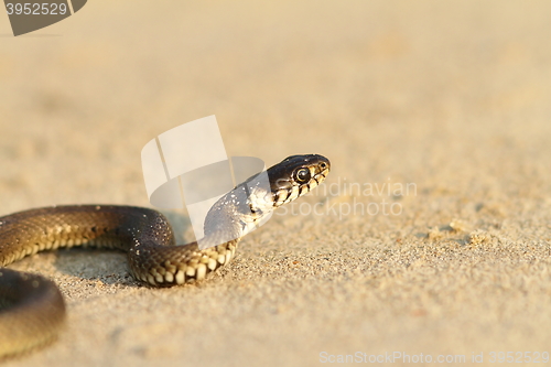 Image of grass snake on sandy beach