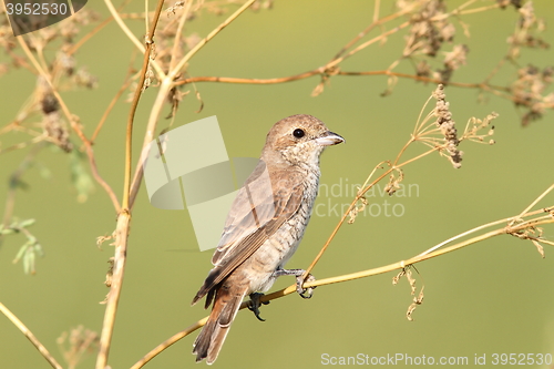 Image of red-backed shrike, female