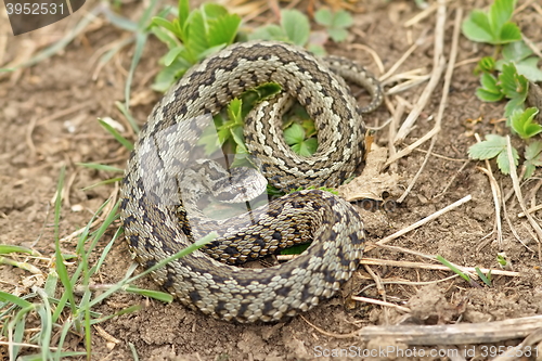 Image of vipera ursinii rakosiensis on habitat