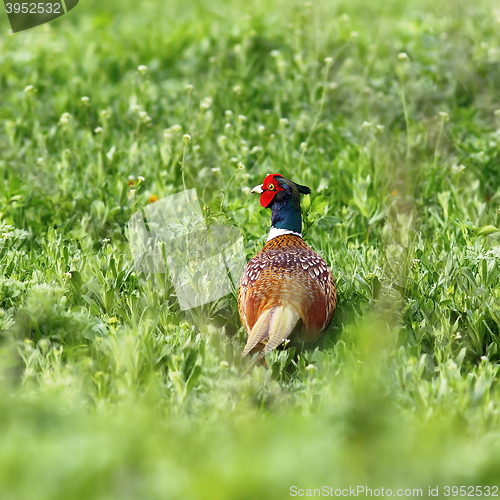 Image of male common pheasant on green field
