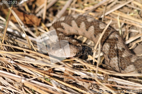 Image of  big female nose horned viper, portrait in natural habitat