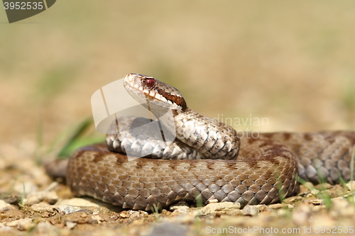 Image of beautiful Vipera berus