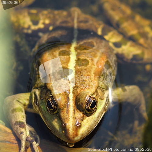 Image of portrait of edible frog