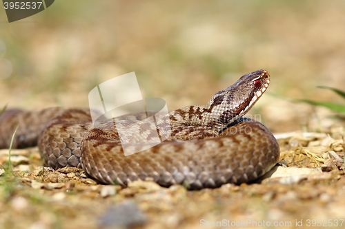 Image of beautiful european venomous snake