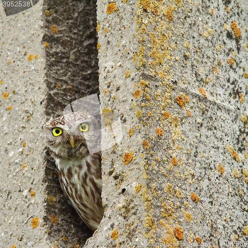 Image of little owl hiding in cement pillar