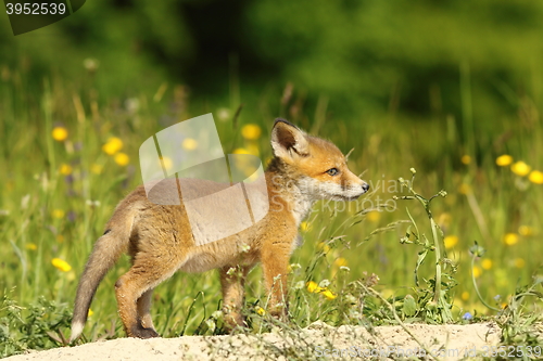 Image of young red fox