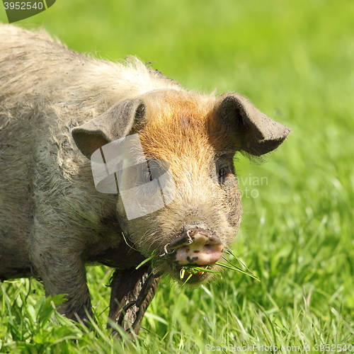 Image of cute pig portrait