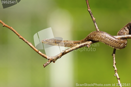 Image of smooth snake on a twig