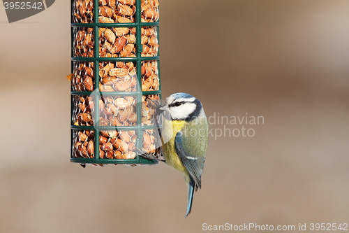 Image of blue tit on bird feeder full of peanuts