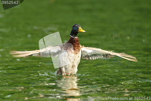 Image of male mallard duck spreading wings