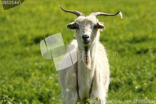 Image of white male goat