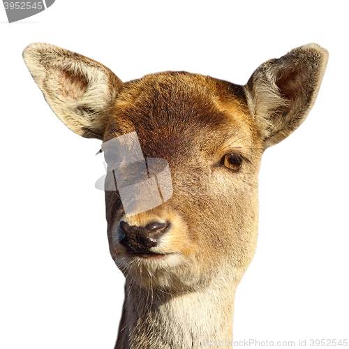 Image of fallow deer hind portrait over white