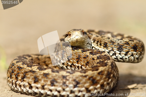 Image of angry european meadow viper