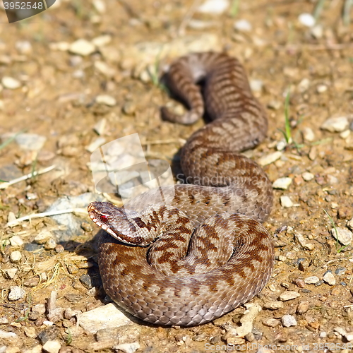 Image of colorful female common european adder