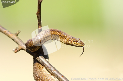 Image of smooth snake in the tree