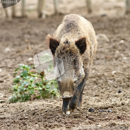 Image of wild boar coming towards the camera