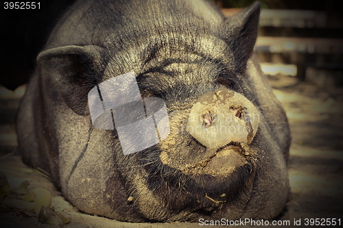 Image of portrait of huge pig