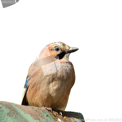 Image of isolated eurasian jay