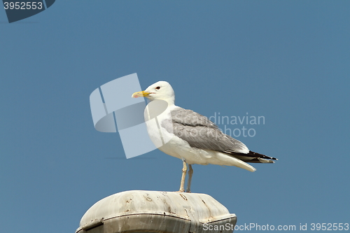 Image of caspian gull resting