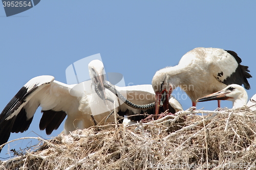 Image of white stork feeding chicks at nest