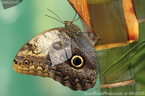 Image of forest giant owl butterfly