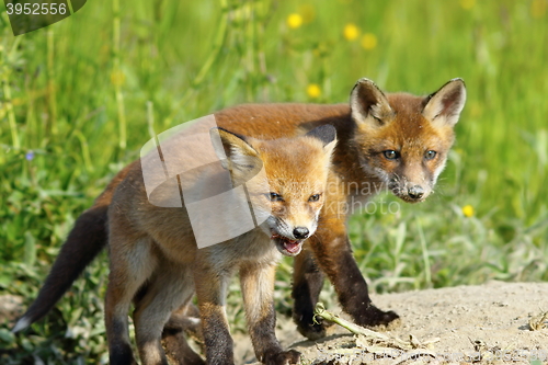 Image of european red fox wild cubs