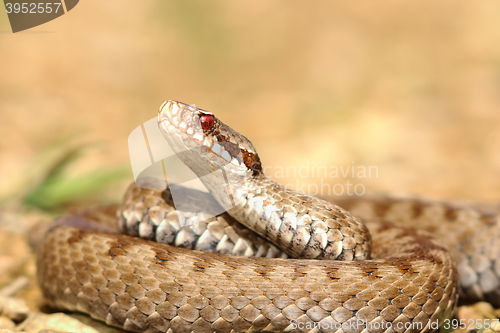 Image of closeup of european crossed adder