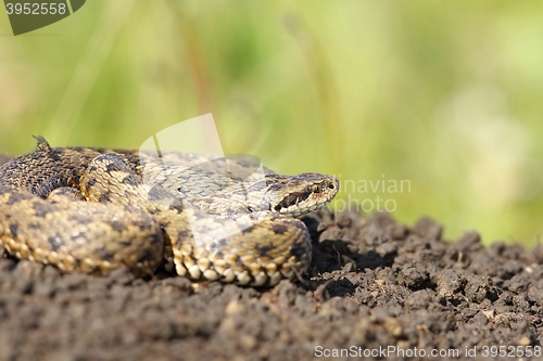 Image of female meadow adder in situ