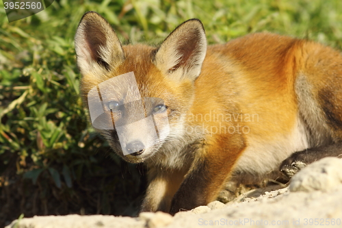 Image of curious young fox looking at the camera