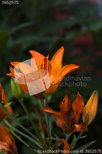 Image of orange lily