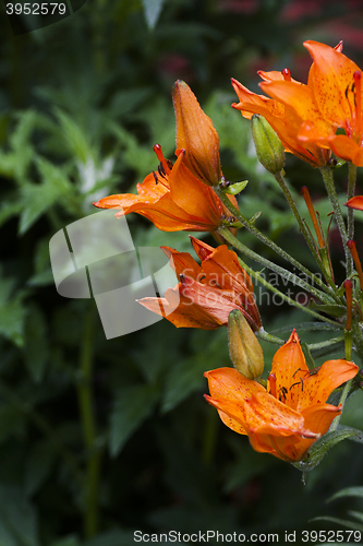 Image of orange lilies