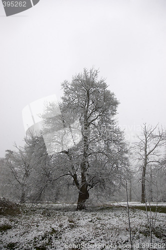 Image of Winter tress