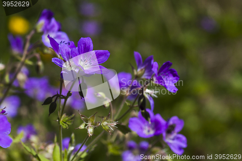 Image of woodland geranium