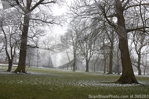 Image of Snowy tree