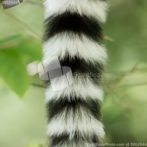 Image of Close up of a ring-tailed lemur tail texture