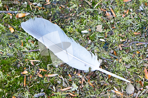 Image of Feather grass