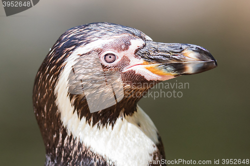 Image of Close-up of a humboldt penguin