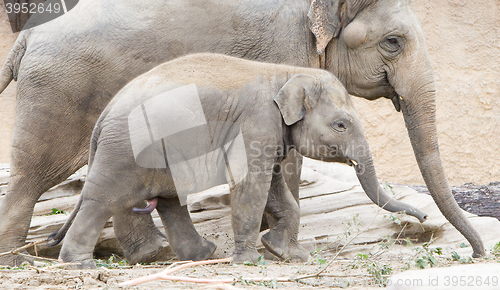 Image of Young asian elephant (Elephas maximus)