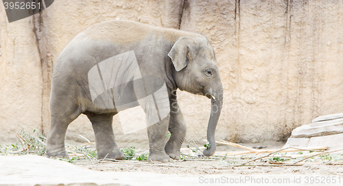 Image of Young asian elephant (Elephas maximus)