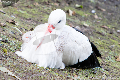 Image of White stork sitting on a meadow