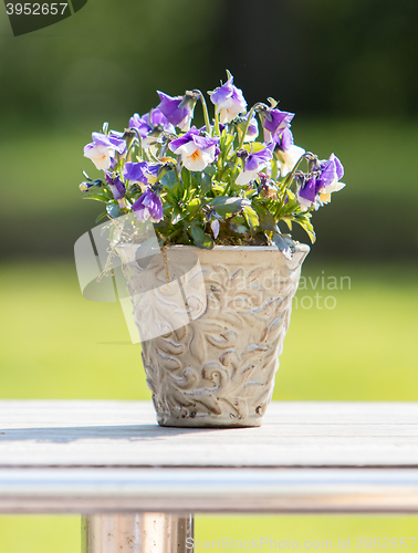 Image of Flowers in pot