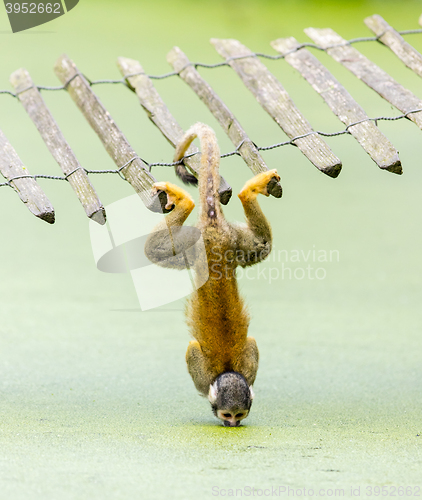 Image of Squirrel monkey - drinking water up-side down