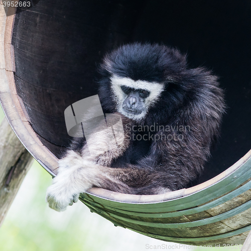 Image of White handed gibbon sitting in a barrel