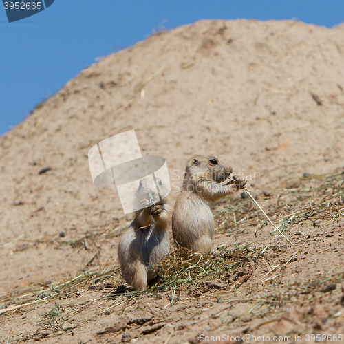 Image of Two young black-tailed prairie marmot (Cynomys Ludovicianus)